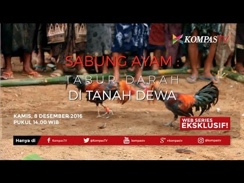 judi sabung ayam online